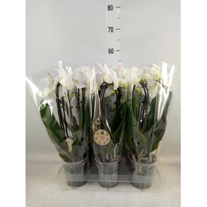 Phalaenopsis  'Elegant Cascade'