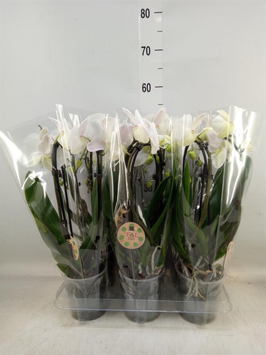 <h4>Phalaenopsis  'Elegant Cascade'</h4>