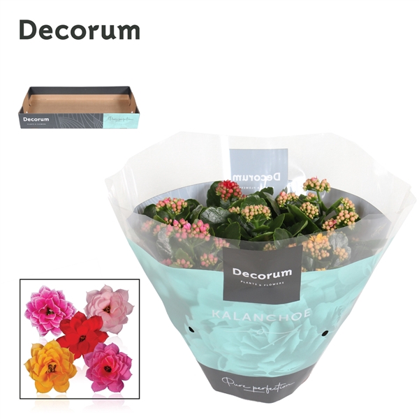 <h4>Kalanchoe Decorum Carnaval</h4>