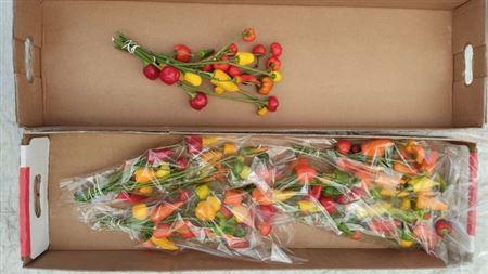 <h4>Cap Mix Branch!!</h4>