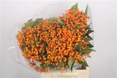 <h4>Pittosporum Rombifolia P Bos</h4>