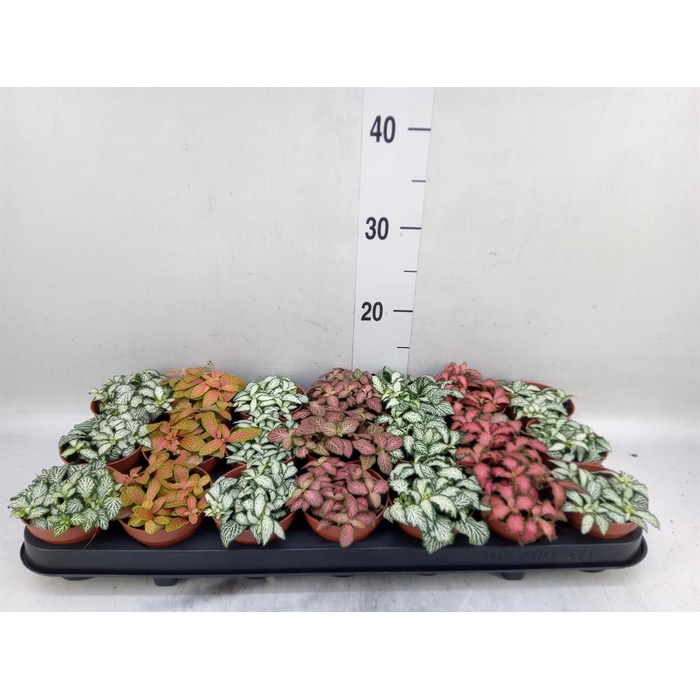 <h4>Fittonia   ...mix 7</h4>