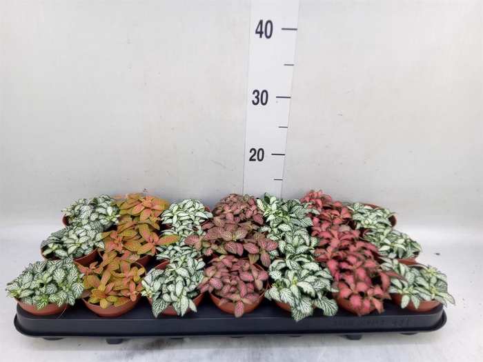 Fittonia   ...mix 7