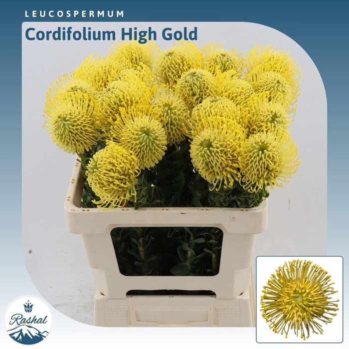 <h4>Leucospermum High Gold</h4>
