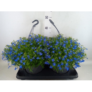 Lobelia erin. 'Compacta Blue'