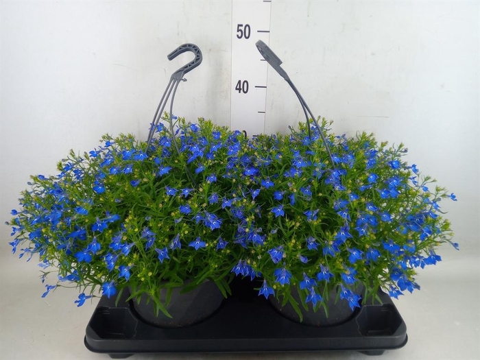 <h4>Lobelia erin. 'Compacta Blue'</h4>