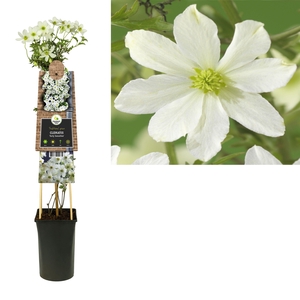 Clematis 'Early Sensation' +3.0 label