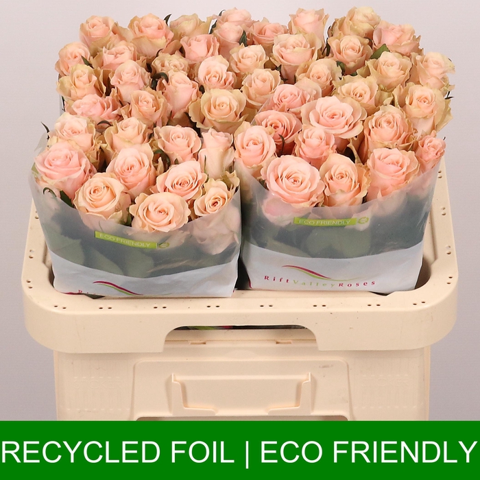 <h4>R GR PERFECT PEACH</h4>