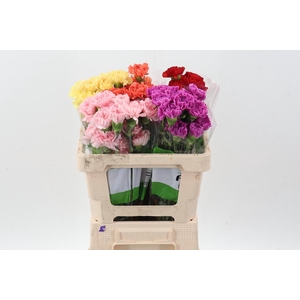 Di St Noveltie Mix 50cm