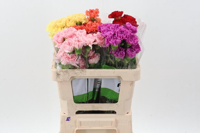 <h4>Di St Noveltie Mix 50cm</h4>
