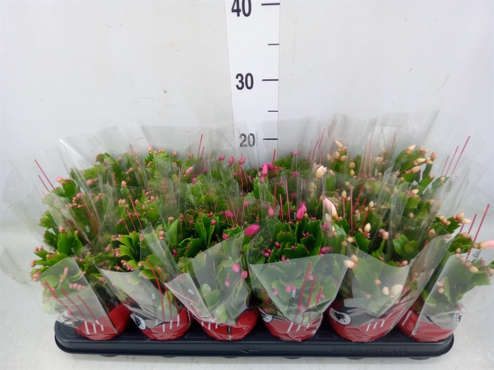 <h4>Schlumbergera   ...</h4>