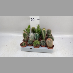 Cactus   ...mix