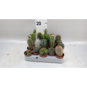 Cactus   ...mix