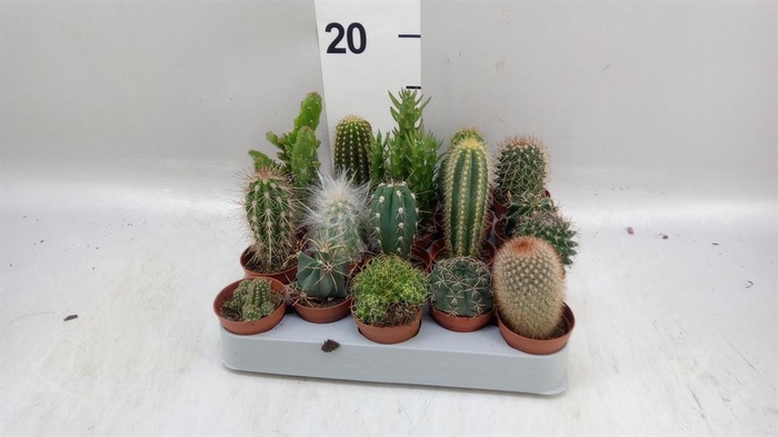 <h4>Cactus   ...mix</h4>