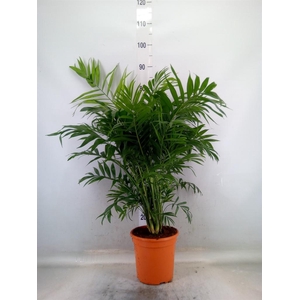 Chamaedorea elegans