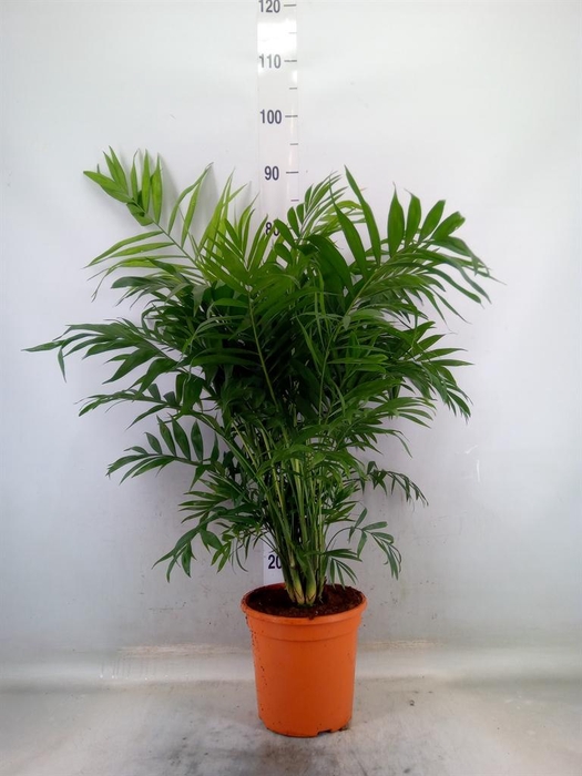 <h4>Chamaedorea elegans</h4>
