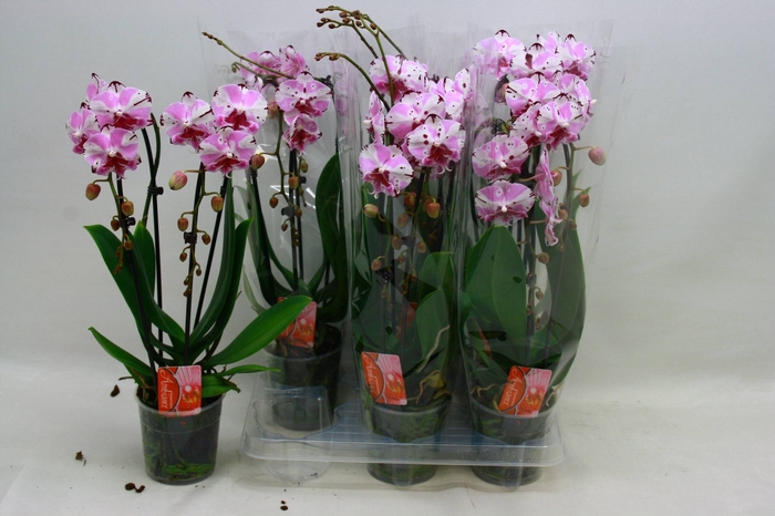 PHAL EL CASCADE