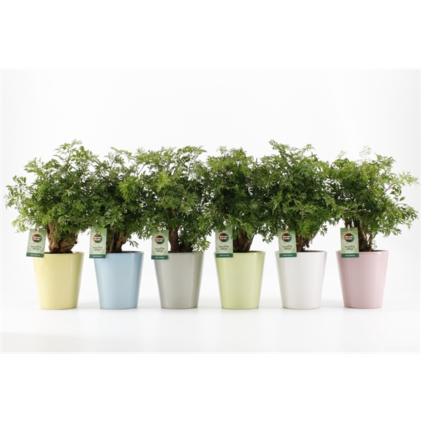 <h4>Polyscias Hawaiiana Ming in Pastel keramiek</h4>