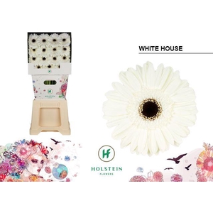 Gerbera White House Diamond