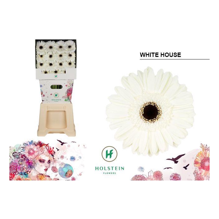 <h4>Ge Gr White House</h4>