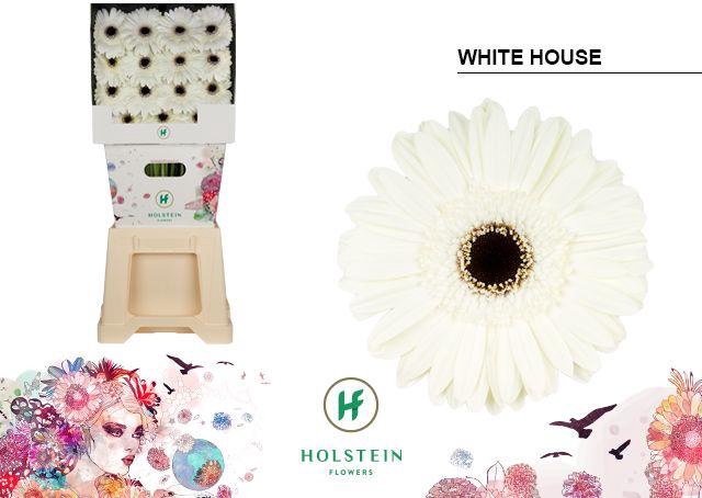 <h4>Gerbera diamond white house</h4>