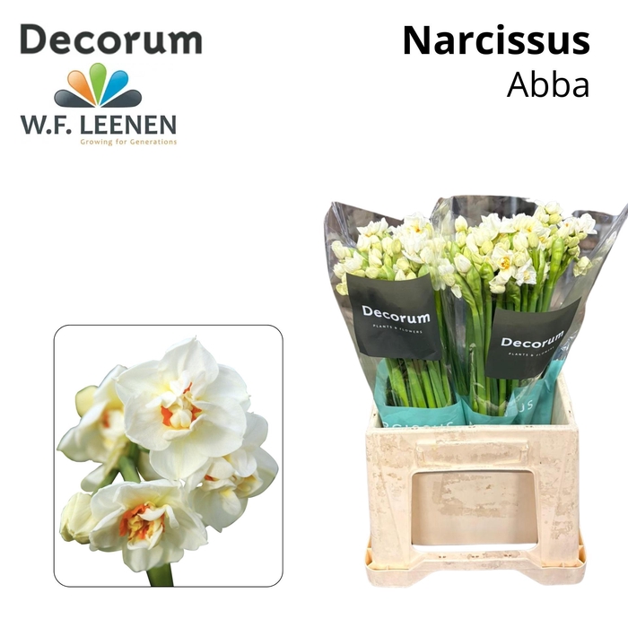 <h4>NARC DU ABBA</h4>