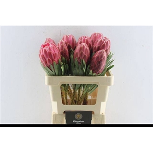 PROTEA VENUS