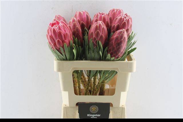 <h4>PROTEA VENUS</h4>