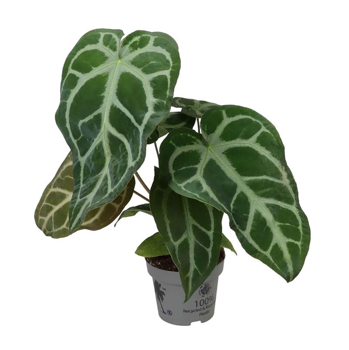 <h4>ANTHURIUM ANDRAEANUM-HYBRID P12</h4>