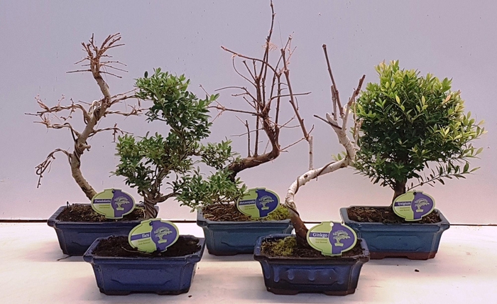 <h4>Bonsai mix outdoor, 20cm., shape, without drip tray - Partly without leaves during winter</h4>