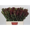 Leucadendron Senorita
