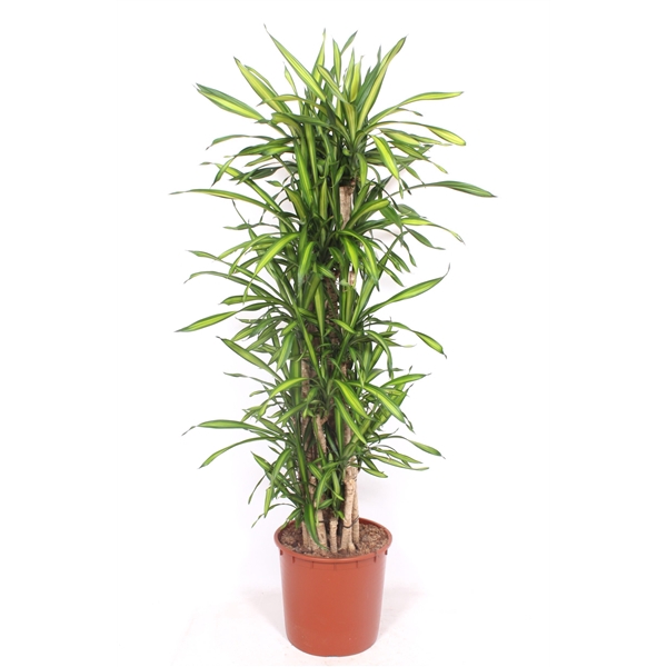 <h4>Dracaena fragrans Riki</h4>