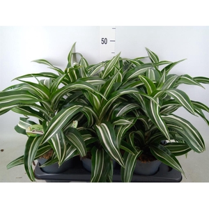 Dracaena frag. 'Jade Jewel'