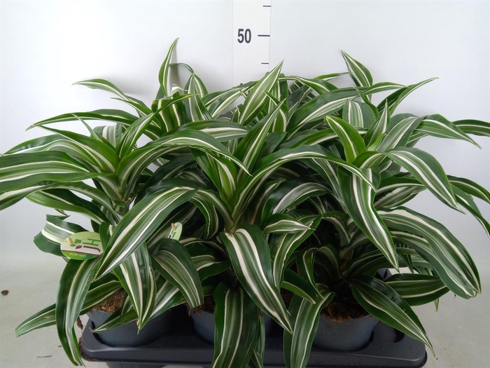 <h4>Dracaena frag. 'Jade Jewel'</h4>