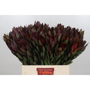 Leucadendron Saf Sunset Dark R.