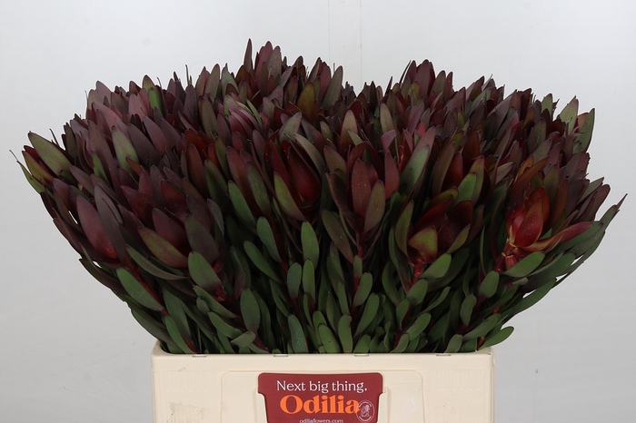 Leucadendron Saf Sunset Dark R.