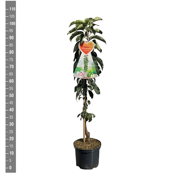 <h4>Malus d. Green Sensation zuilappel C5</h4>