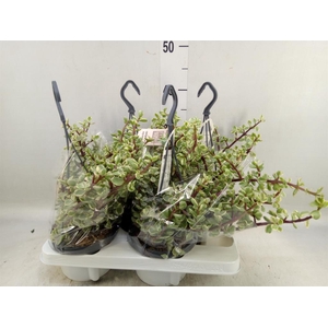 Portulacaria afra 'Variegata'