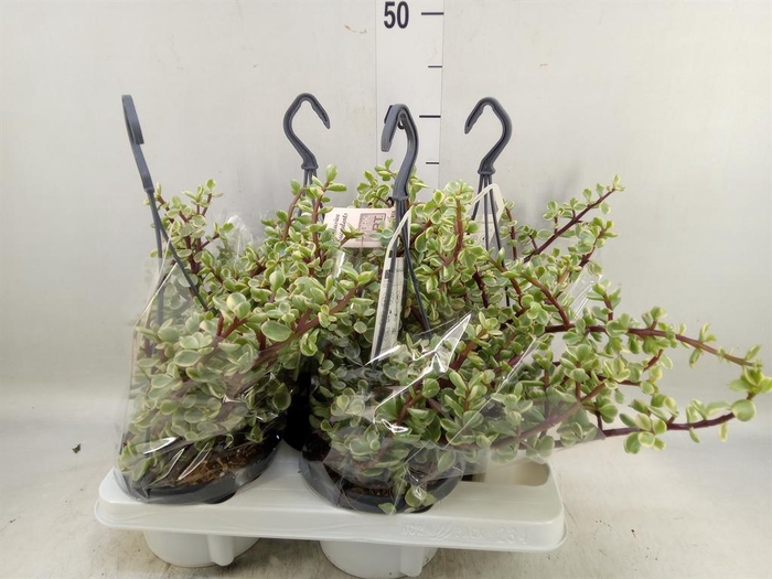 <h4>Portulacaria afra 'Variegata'</h4>