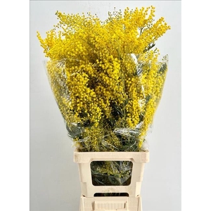 Mimosa Mirandol Extra