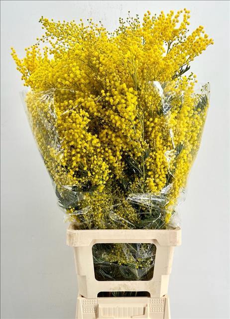 <h4>Mimosa Mirandol Extra</h4>