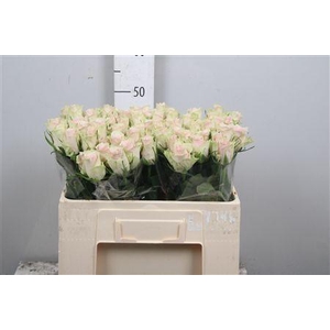 R Gr Pink Athena