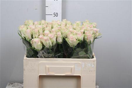 <h4>R Gr Pink Athena</h4>