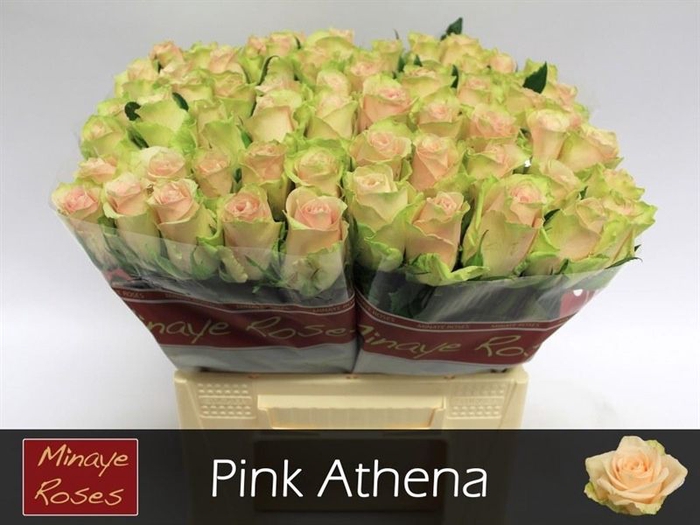 <h4>R GR PINK ATHENA</h4>