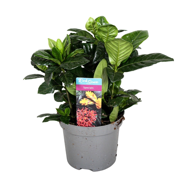 <h4>Gardenia jasminoides</h4>