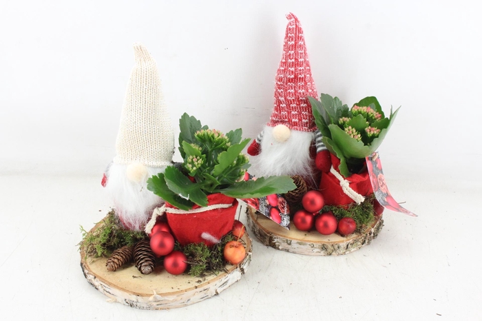 <h4>arr2 MB - Gnome op schijf met kalan. 285/5</h4>