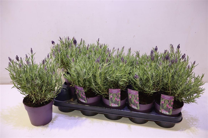 <h4>Lavan S Anouk</h4>