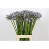 Agapanthus Silberpfeil