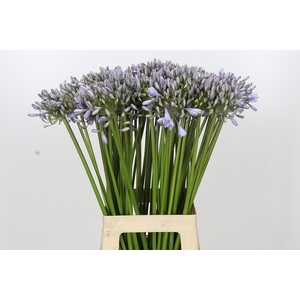 Agapanthus Silberpfeil