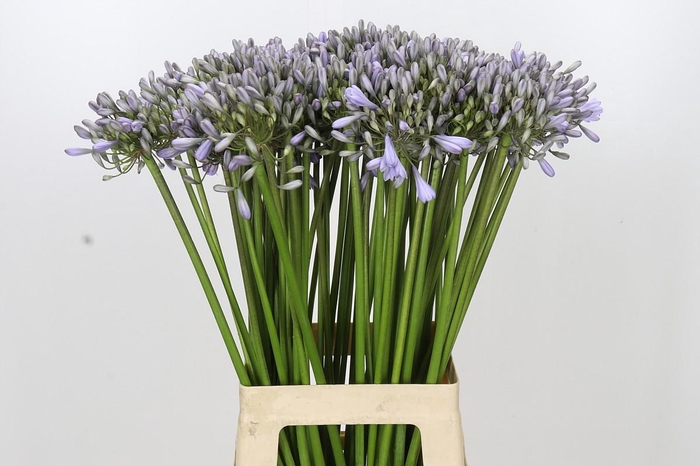 <h4>Agapanthus Silberpfeil</h4>